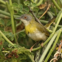 Nikornik żółtopierśny - Apalis flavida - Yellow-breasted Apalis