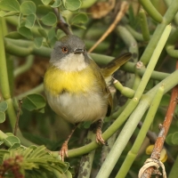 Nikornik żółtopierśny - Apalis flavida - Yellow-breasted Apalis