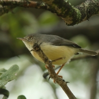 Popielatka akacjowa - Eremomela usticollis - Burnt-neck Eremomela