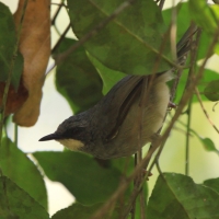 Ciemnogłowik białobrody - Schistolais leucopogon - White-chinned Prinia