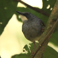 Ciemnogłowik białobrody - Schistolais leucopogon - White-chinned Prinia