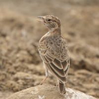 Pustynka płowa - Eremopterix leucopareia - Fischer's Sparrow Lark
