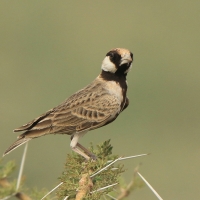 Pustynka płowa - Eremopterix leucopareia - Fischer's Sparrow Lark