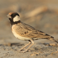 Pustynka płowa - Eremopterix leucopareia - Fischer's Sparrow Lark