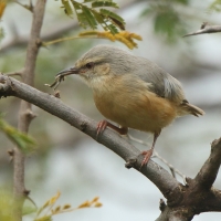 Sawanka długodzioba - Sylvietta rufescens - Long-billed Crombec