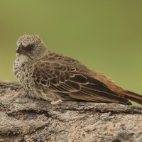 Sawannik - Histurgops ruficauda - Rufous-tailed Weaver