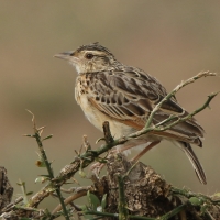 Skowrończyk kusy - Spizocorys fremantlii - Short-tailed Lark