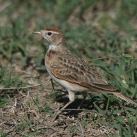 Skowrończyk rdzawołbisty - Calandrella cinerea - Red-capped Lark