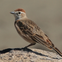 Skowrończyk rdzawołbisty - Calandrella cinerea - Red-capped Lark