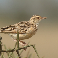 Skowroniec sawannowy - Mirafra africana - Rufous-naped Lark
