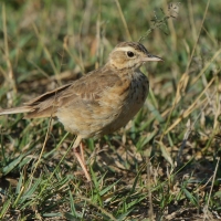 Skowroniec sawannowy - Mirafra africana - Rufous-naped Lark