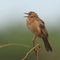 Afroskowronek rdzawolicy - Calendulauda poecilosterna - Pink-breasted Lark