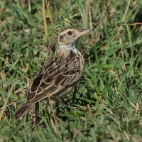 Skowroniec zaroślowy - Mirafra cantillans - Singing Bush Lark