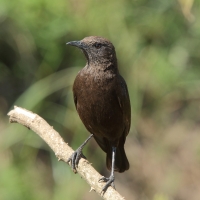 Smolarek brunatny - Myrmecocichla aethiops - Northern Anteater-Chat