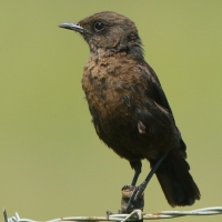 Smolarek łuskowany - Myrmecocichla formicivora - Ant-eating Chat