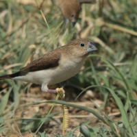 Srebrnodziobek afrykański - Euodice cantans - African Silverbill