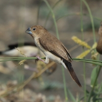 Srebrnodziobek afrykański - Euodice cantans - African Silverbill
