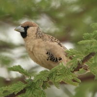 Tkacz - Philetairus socius - Sociable Weaver