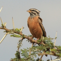 Trznadel cynamonowy - Emberiza tahapisi - Cinnamon-breasted Bunting