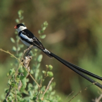 Wdówka białobrzucha - Vidua macroura - Pin-tailed Whydah