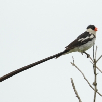 Wdówka białobrzucha - Vidua macroura - Pin-tailed Whydah