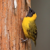 Wikłacz ciemnodzioby - Ploceus pelzelni - Slender-billed Weaver