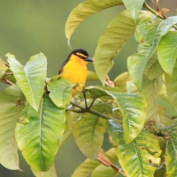 Wikłacz czarnogardły - Malimbus nigricollis - Black-necked Weaver