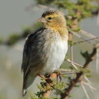 Wikłacz czerwonodzioby - Quelea quelea - Red-billed Quelea