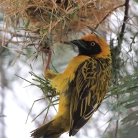 Wikłacz łuskowany - Speke's Weaver