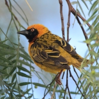 Wikłacz łuskowany - Ploceus spekei - Speke's Weaverer