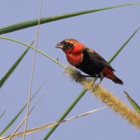 Wikłacz ognisty - Euplectes orix - Southern Red Bishop