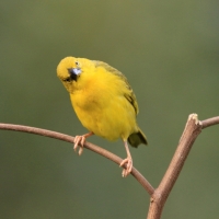 Wikłacz okularowy - Ploceus ocularis - Spectacled Weaver