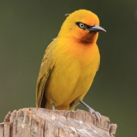 Wikłacz okularowy - Ploceus ocularis - Spectacled Weaver