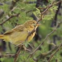 Wikłacz pomarańczowy - Ploceus bojeri - Golden Palm Weaver