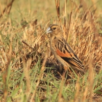 Wikłacz wachlarzowaty - Euplectes axillaris - Fan-tailed Widowbird