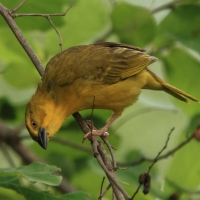 Wikłacz złotawy - Ploceus xanthops - Holub's Weaver