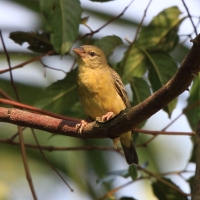 Wikłacz złoty - Ploceus aurantius - Orange Weaver