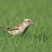 Wróbel czarnogłowy - Passer melanurus - Cape Sparrow