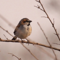 Wróbel nilowy - Passer shelleyi - Shelley's Rufous Sparrow