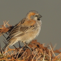 Wróbel rdzawobrewy - Passer rufocinctus - Kenya Rufous Sparrow