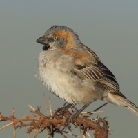 Wróbel rdzawobrewy - Passer rufocinctus - Kenya Rufous Sparrow