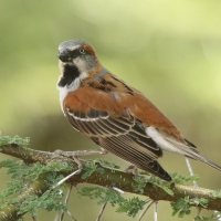 Wróbel rdzawobrewy - Passer rufocinctus - Kenya Rufous Sparrow