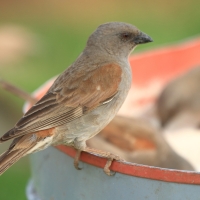 Wróbel suahilijski - Passer suahelicus - Swahili Sparrow