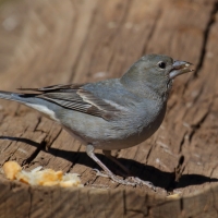 Zięba modra - Fringilla teydea - Tenerife Blue Chaffinch