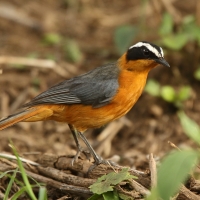 Złotokos białobrewy - Cossypha heuglini - White-browed Robin-Chat