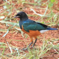 Błyszczak rudobrzuchy - Lamprotornis superbus - Superb Starling