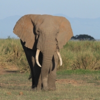Słoń w Parku Narodowym Amboseli.