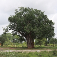 Baobab.