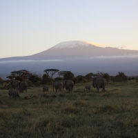 Słonie na tle Kilimandżaro.