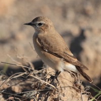 Pokląskwa - Saxicola rubetra - Whinchat